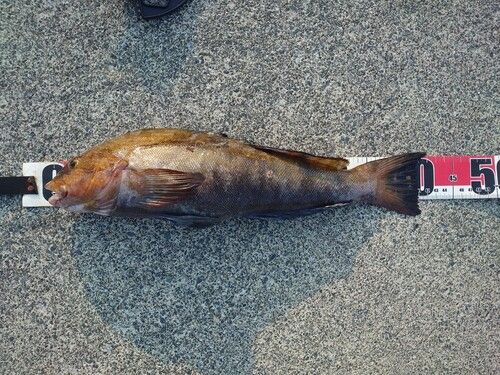 アイナメの釣果