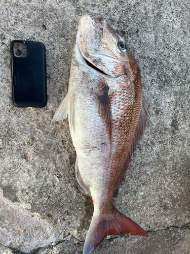 マダイの釣果