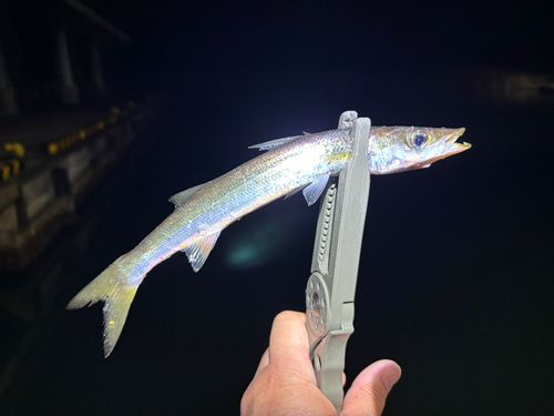 カマスの釣果