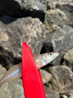 キスの釣果