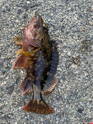 カサゴの釣果