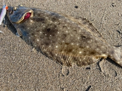 ソゲの釣果