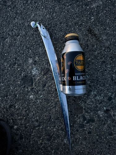 タチウオの釣果