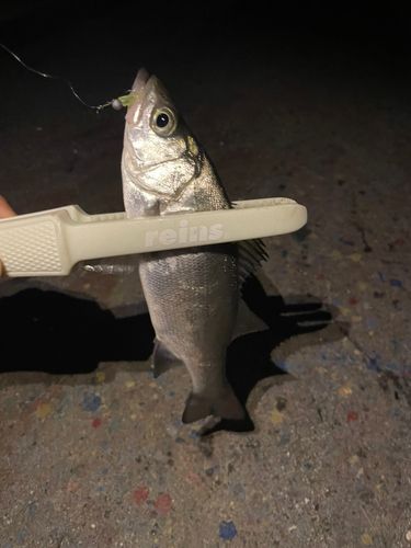 セイゴ（ヒラスズキ）の釣果
