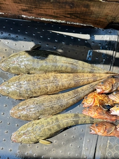 マゴチの釣果