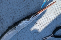 ダツの釣果