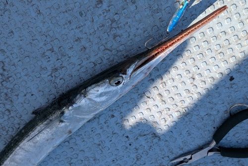 ダツの釣果