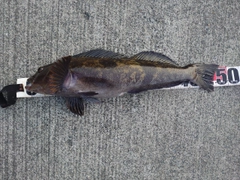 アイナメの釣果