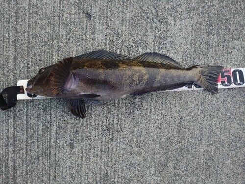 アイナメの釣果