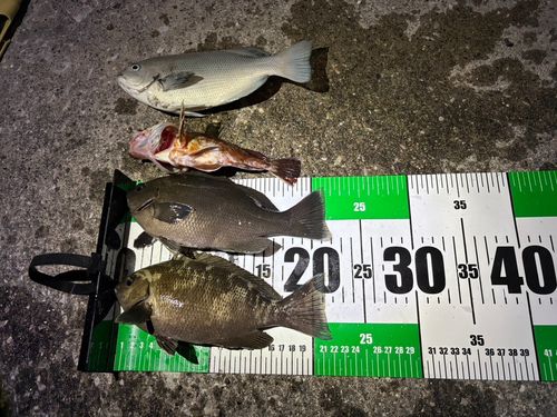 グレの釣果