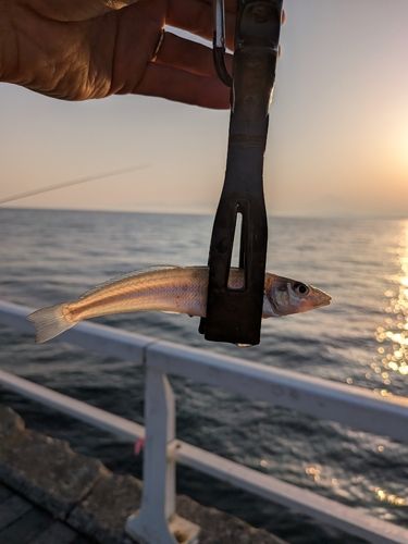 シロギスの釣果