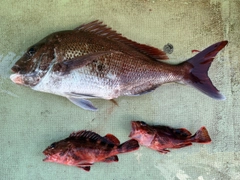 タイの釣果