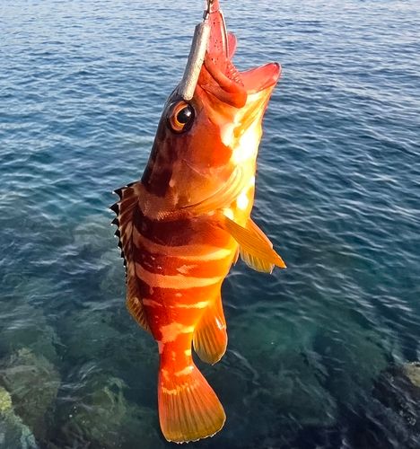 アカハタの釣果
