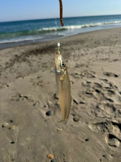 キスの釣果