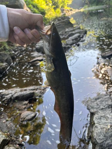 ナマズの釣果