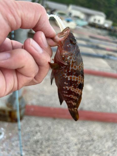 キジハタの釣果