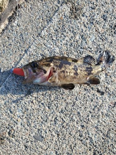 クロソイの釣果