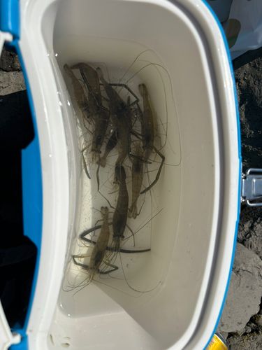 テナガエビの釣果