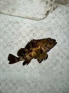 カサゴの釣果