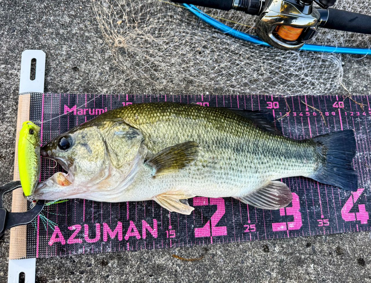 Megabass ヴァルキリーワールドエクスペディション VKC-61XHの最安値