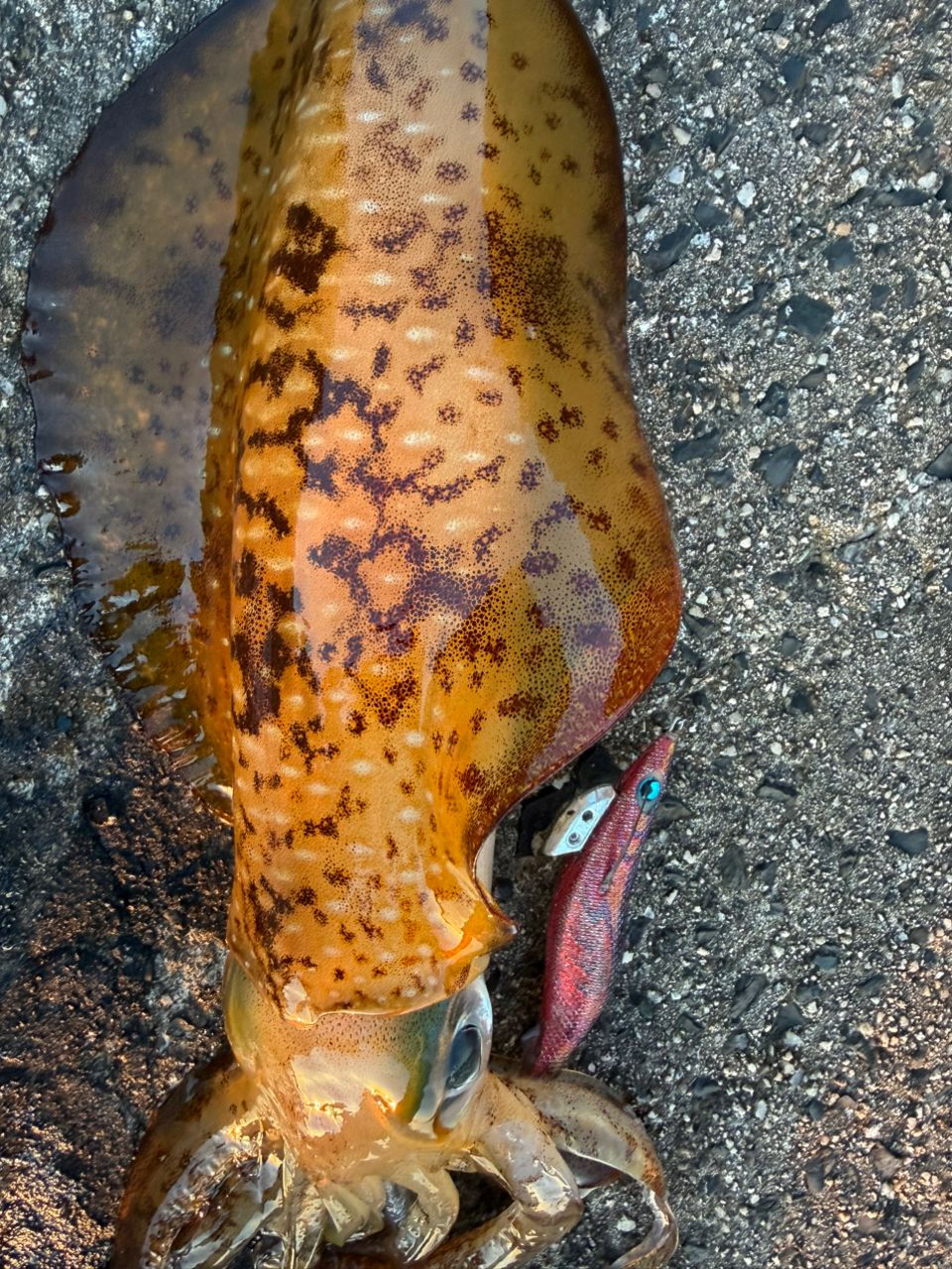 DAIWA 23エメラルダス ストイスト ST（アウトガイドモデル） 88ML-SMT