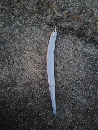 タチウオの釣果