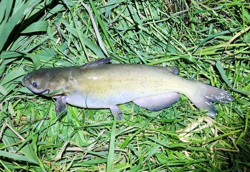 アメリカナマズの釣果
