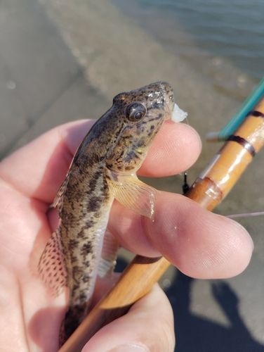 マハゼの釣果