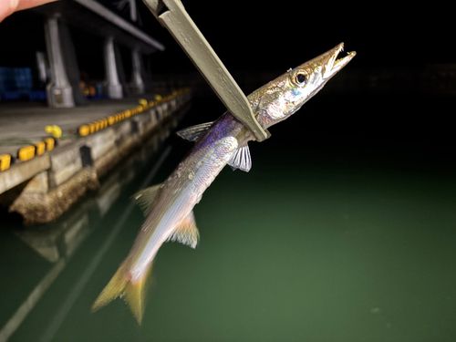 カマスの釣果