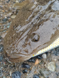 マゴチの釣果
