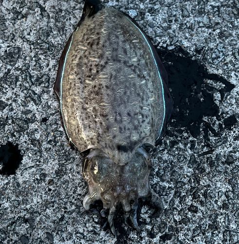 モンゴウイカの釣果
