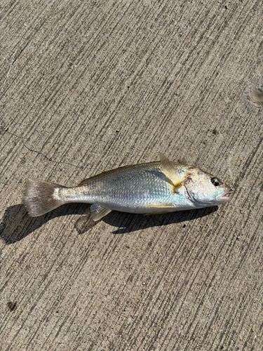 イシモチの釣果