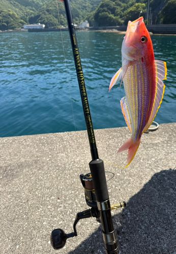 イトヨリダイの釣果