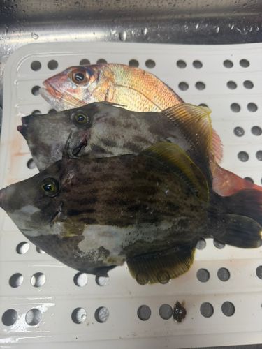 カワハギの釣果