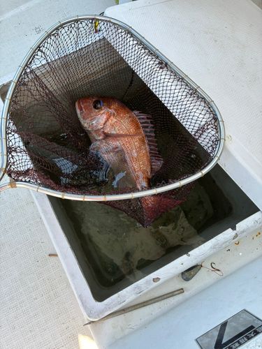 マダイの釣果