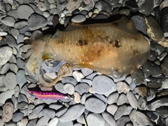 アオリイカの釣果