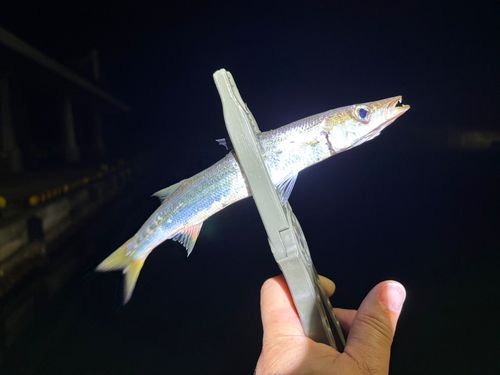 カマスの釣果