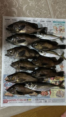 メバルの釣果