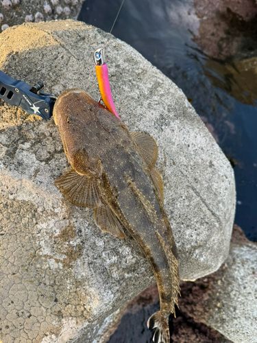 マゴチの釣果
