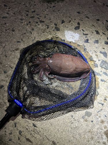モンゴウイカの釣果
