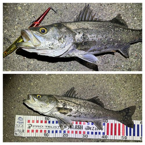 フッコ（マルスズキ）の釣果