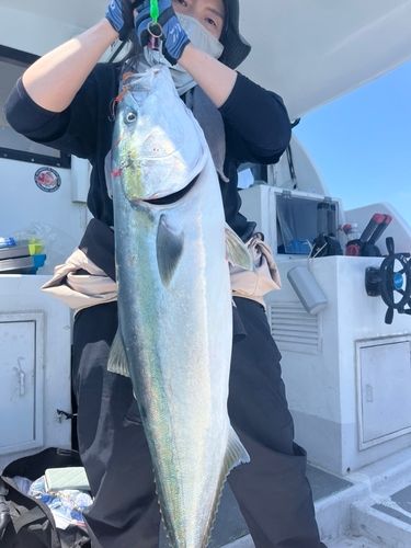 ブリの釣果