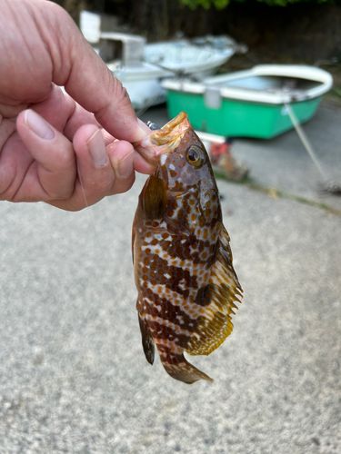 キジハタの釣果