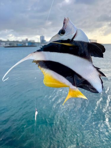 オニハタタテダイの釣果