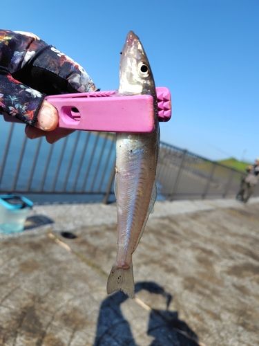 キスの釣果