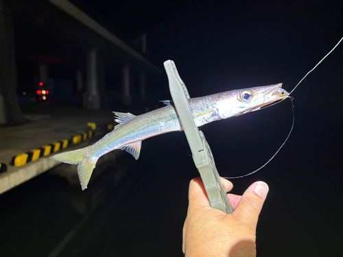 カマスの釣果
