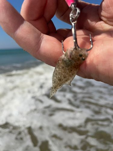 シタビラメの釣果