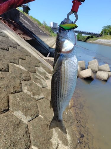ボラの釣果