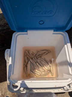 カタクチイワシの釣果