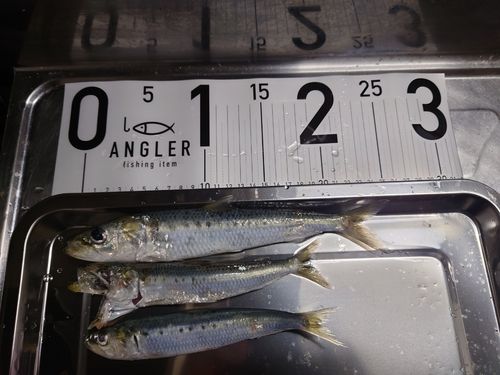 マイワシの釣果